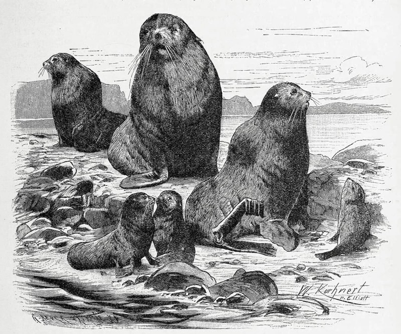 Northern fur seal