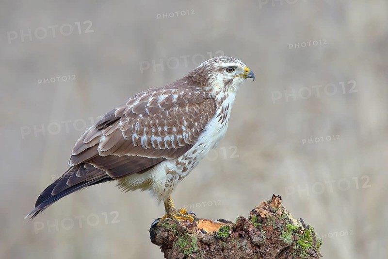 Common steppe buzzard