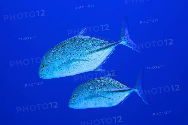 Two bluefin trevallies