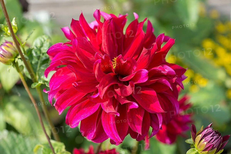 Red dahlia