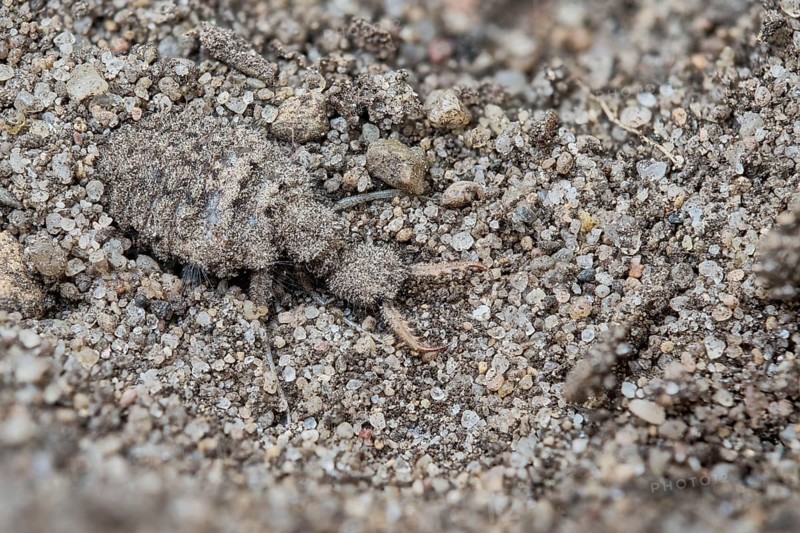 European ant lion