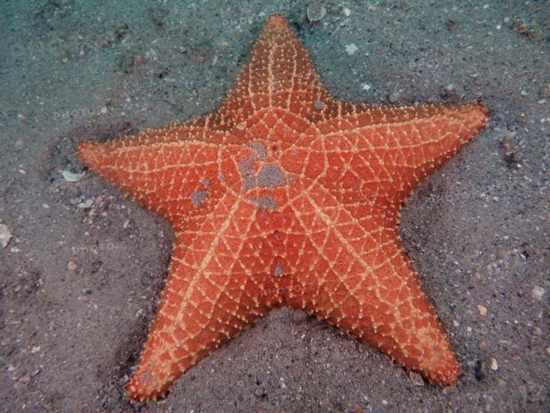 Red cushion sea star