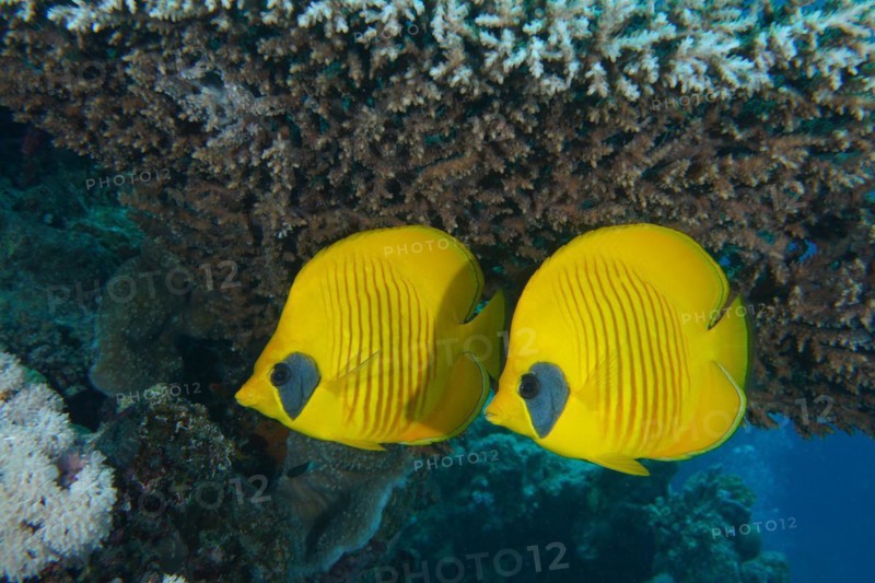 A pair of bluecheek butterflyfish