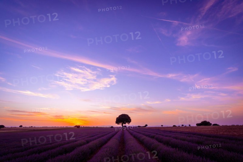 Beautiful sunset in a lavender field in summer