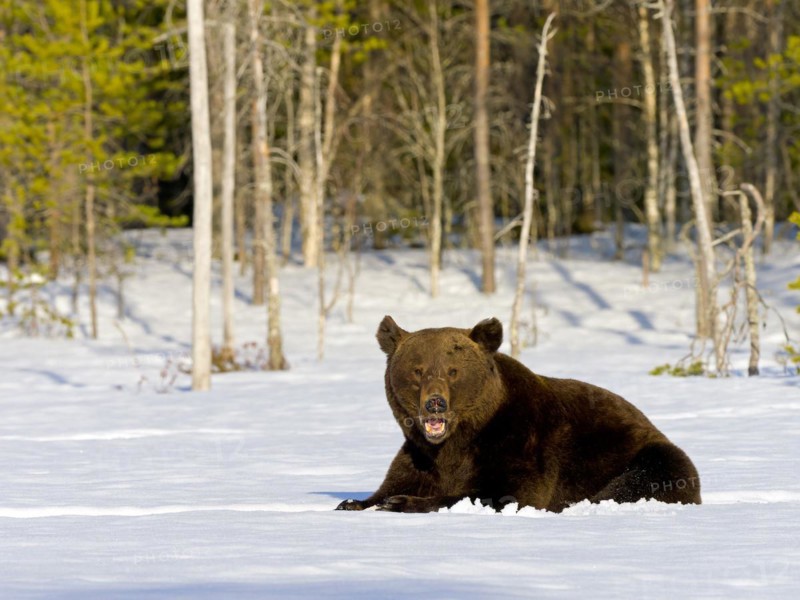 European brown bear