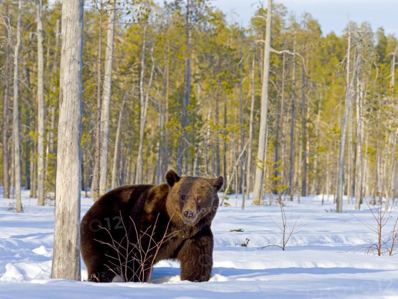 European brown bear