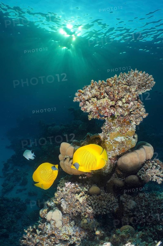 Pair of bluecheek butterflyfish