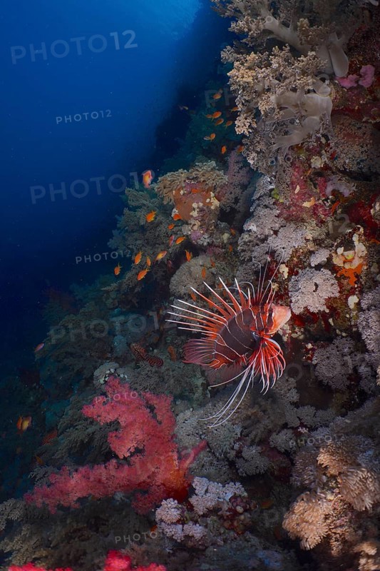 Radial firefish