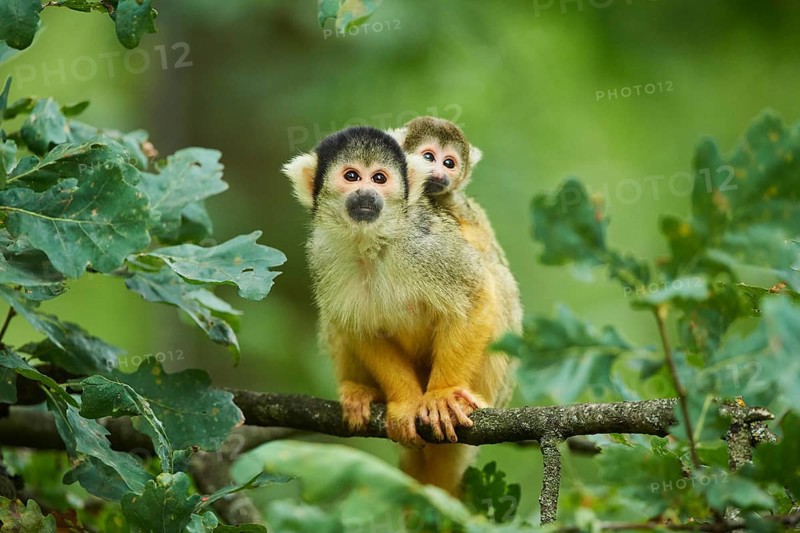 Common squirrel monkey