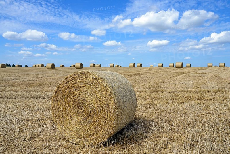 Grain field