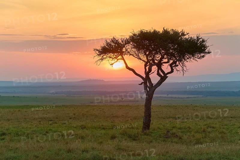 Umbrella thorn acacia