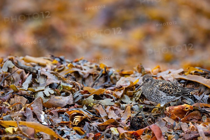 Dunlin