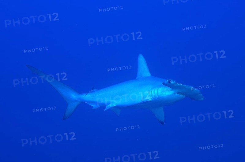 Scalloped hammerhead