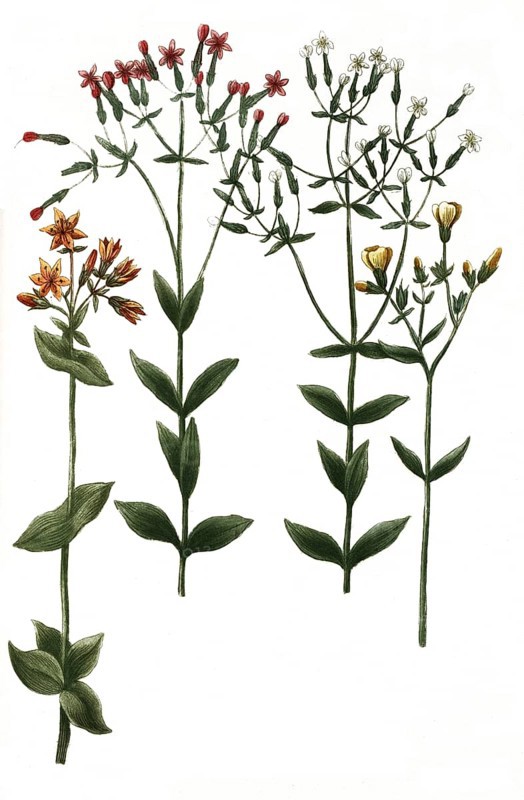 Botany