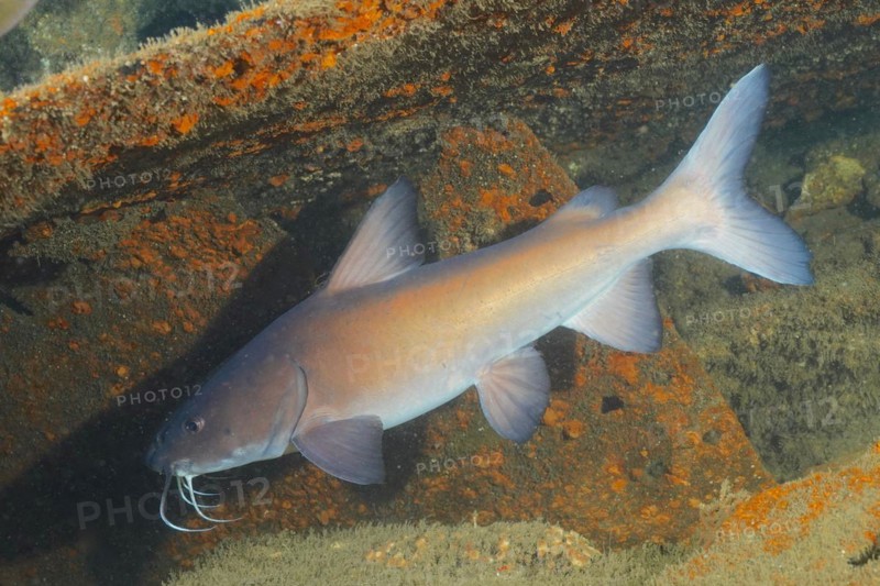 Natal Sea Catfish