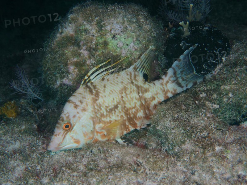 Hogfish