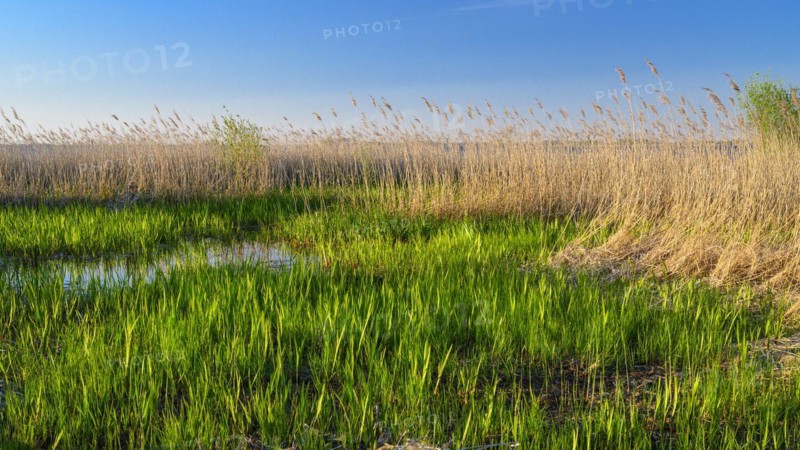 Reed on the shore of Lake Duemmer