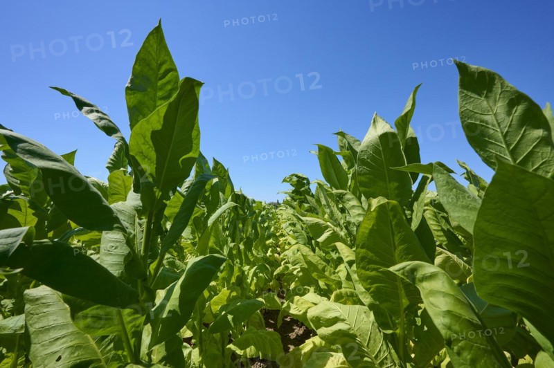 Tobacco