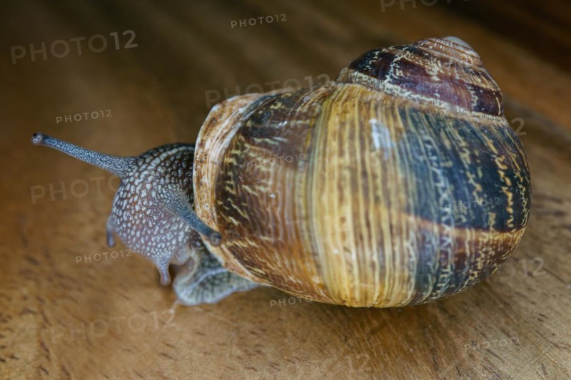 Close-up of a snail on a wooden table