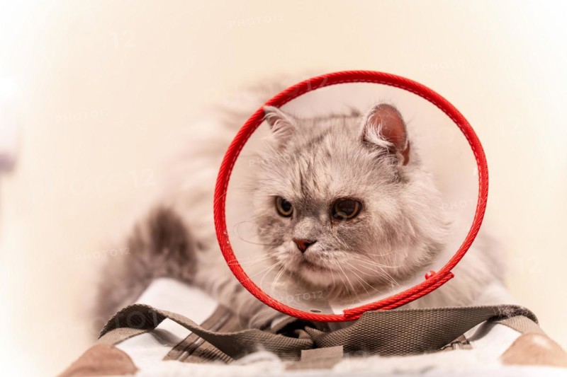 Veterinary clinic