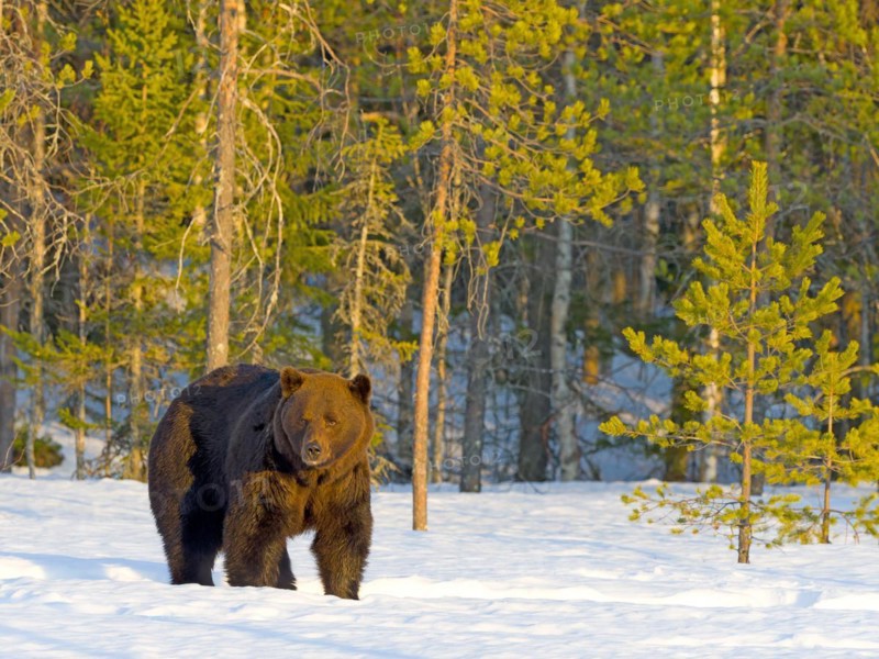 European brown bear