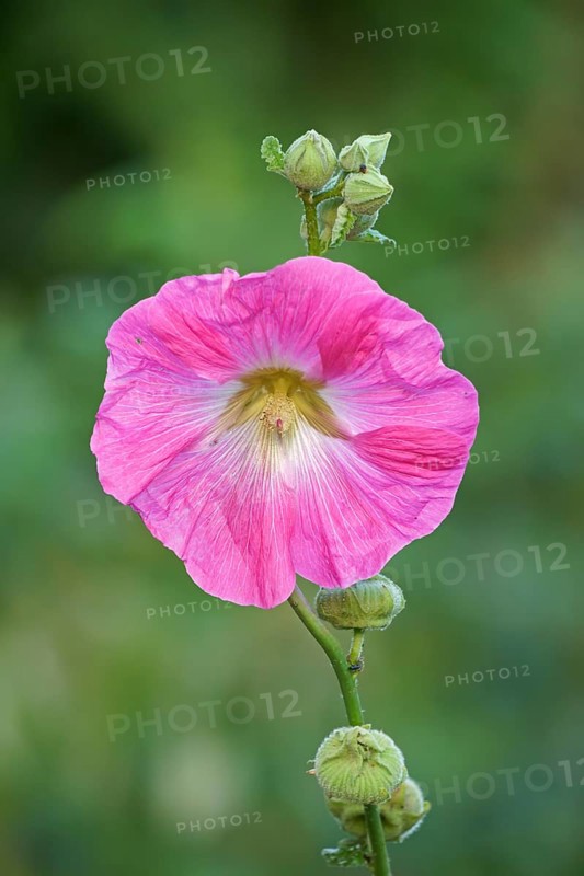 Flowering common hollyhock