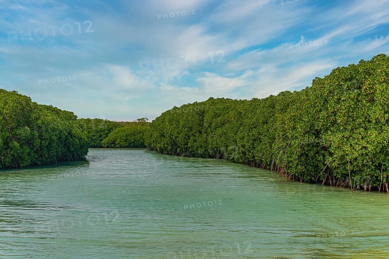 Mangrove forest