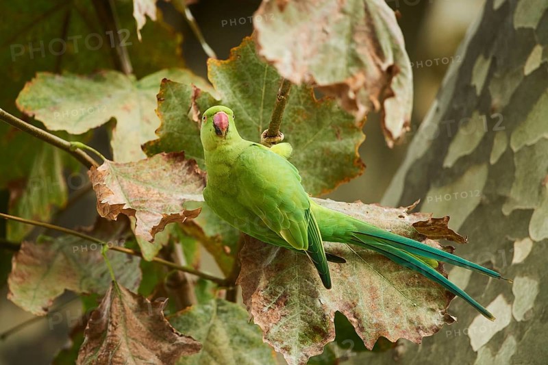 Monk parakeet