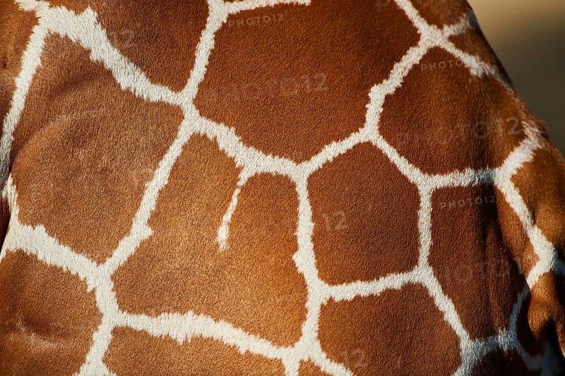 Close-up of the animal fur of a Reticulated giraffe