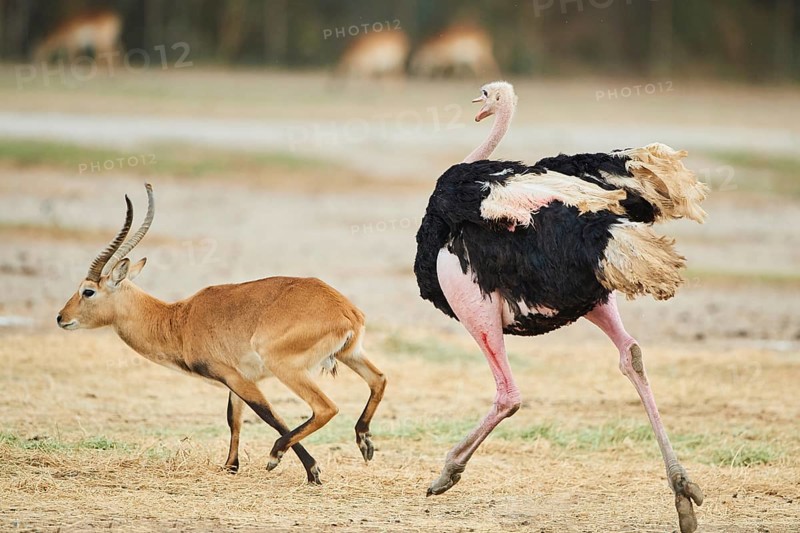 Common ostrich
