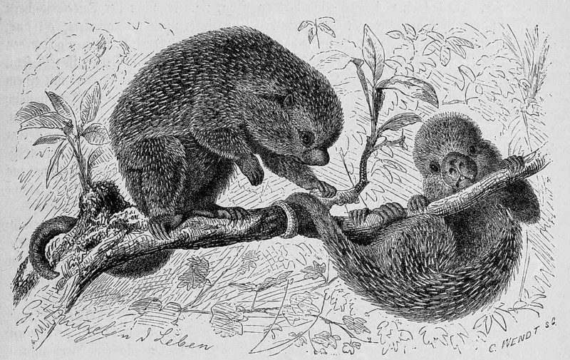 Brazilian porcupine