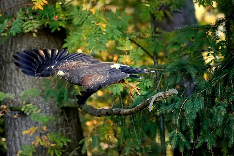 Harris's hawk