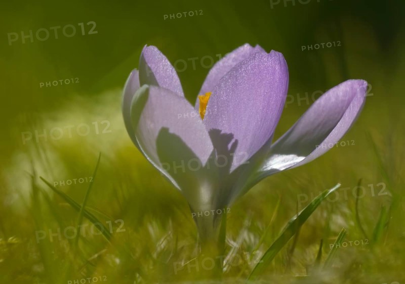 Meadow saffron