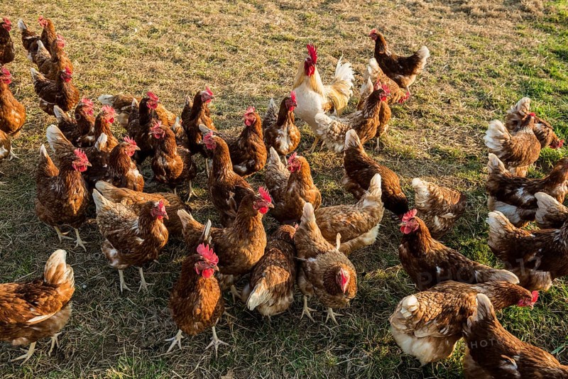 Free-range chickens
