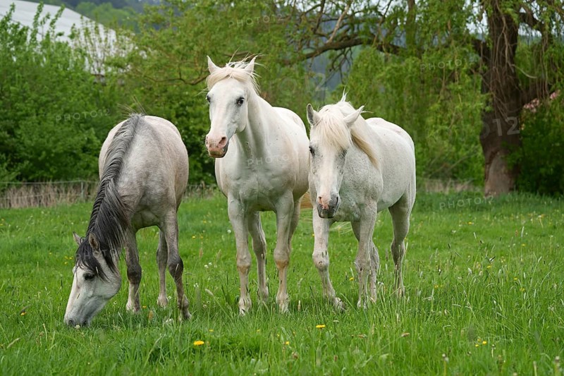 Horses