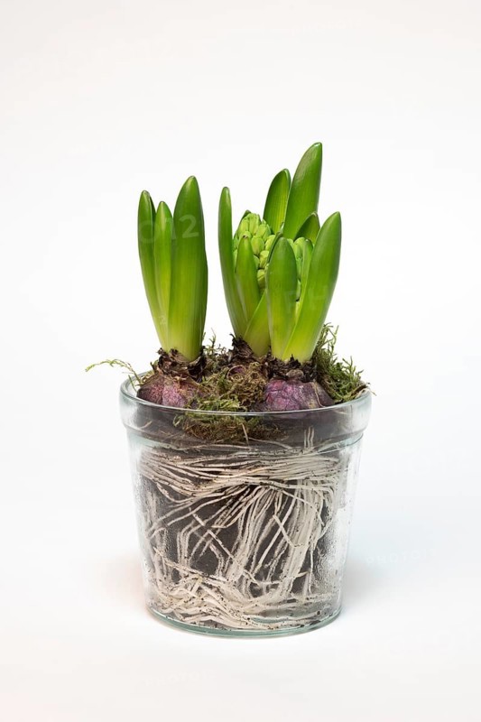 Garden hyacinth