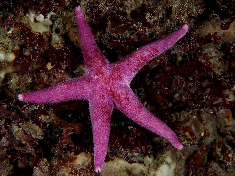 Bloody Henry Starfish
