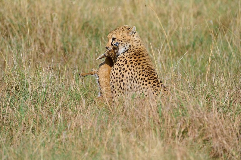 Cheetah