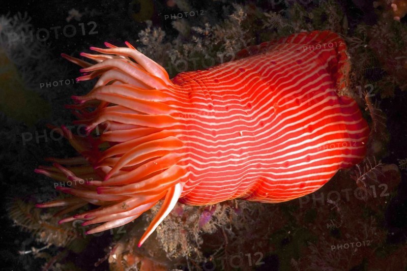 Candy Cane Anemone