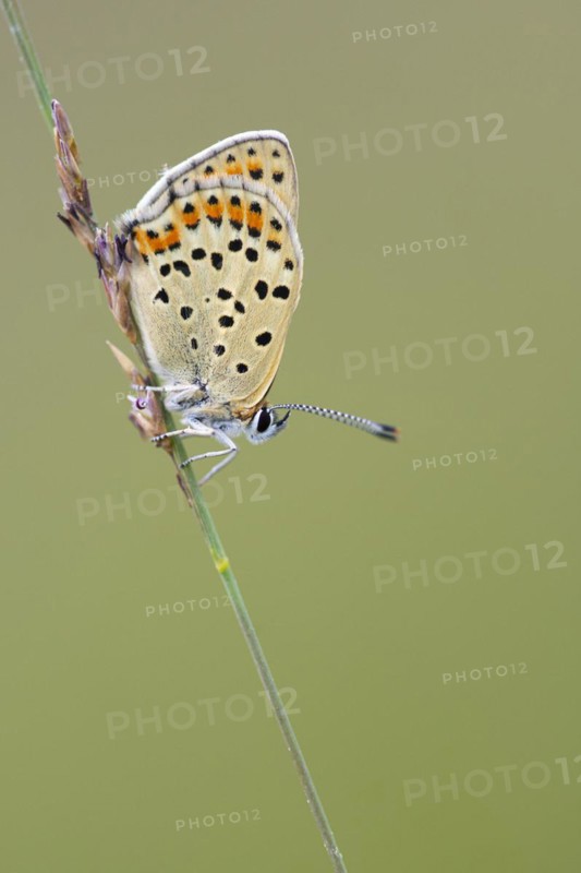 Sooty copper
