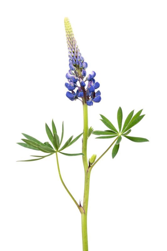 Lupin