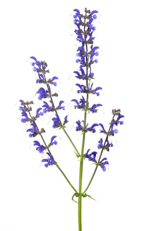 Meadow clary
