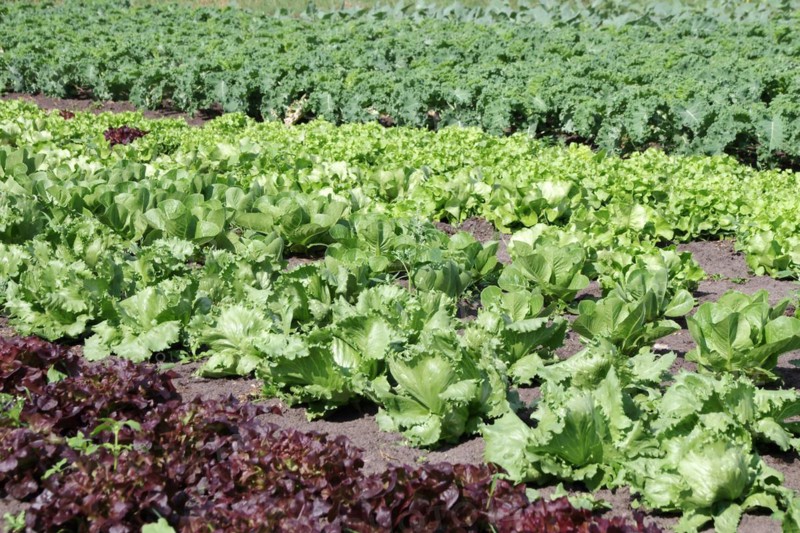 Vegetable cabbage