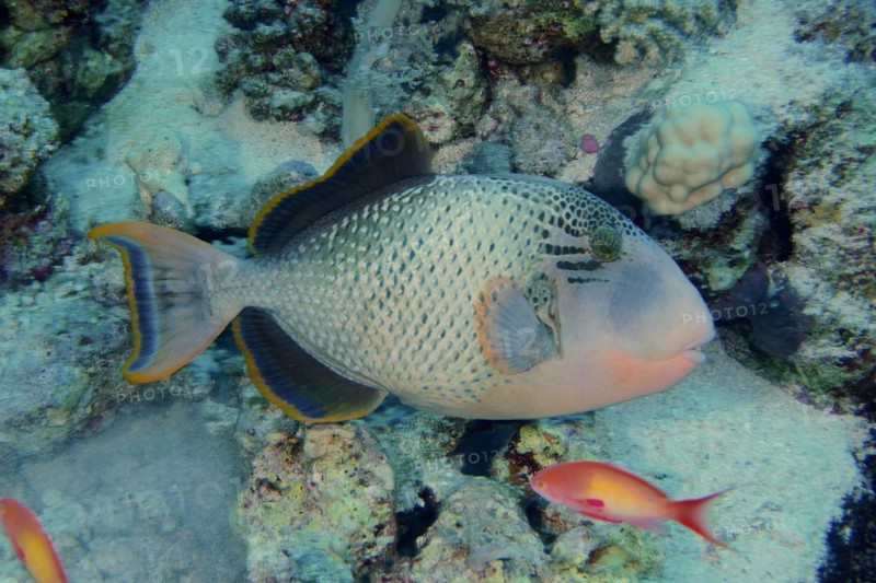 Yellowmargin triggerfish