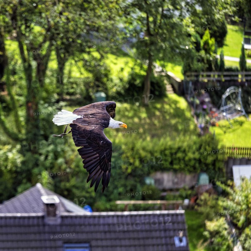 Bald eagle
