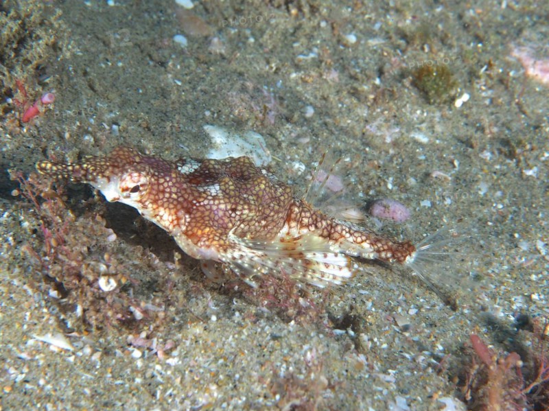 Little dragonfish