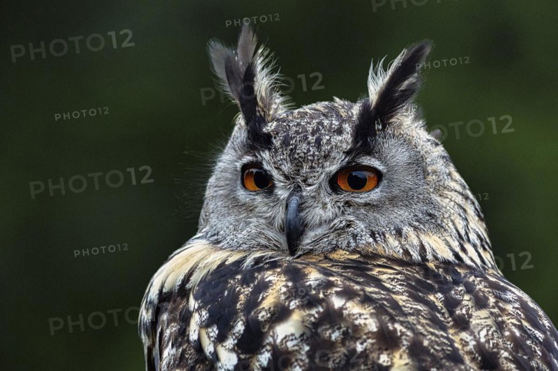 Eurasian eagle-owl