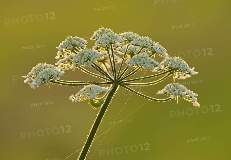 Meadow hogweed