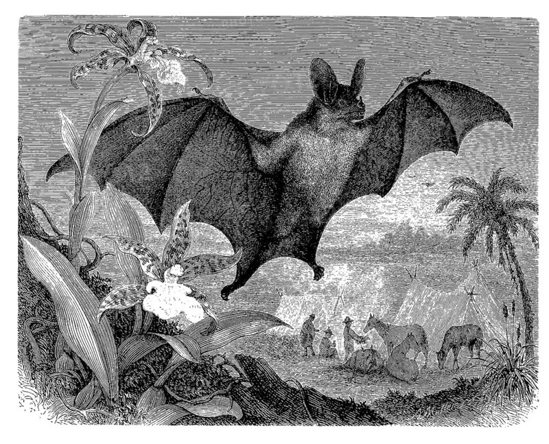 Spectral bat