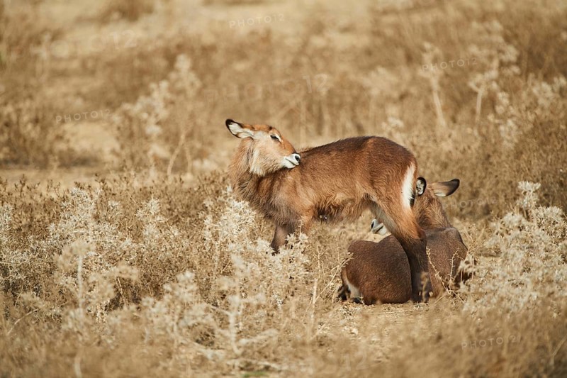 Waterbuck